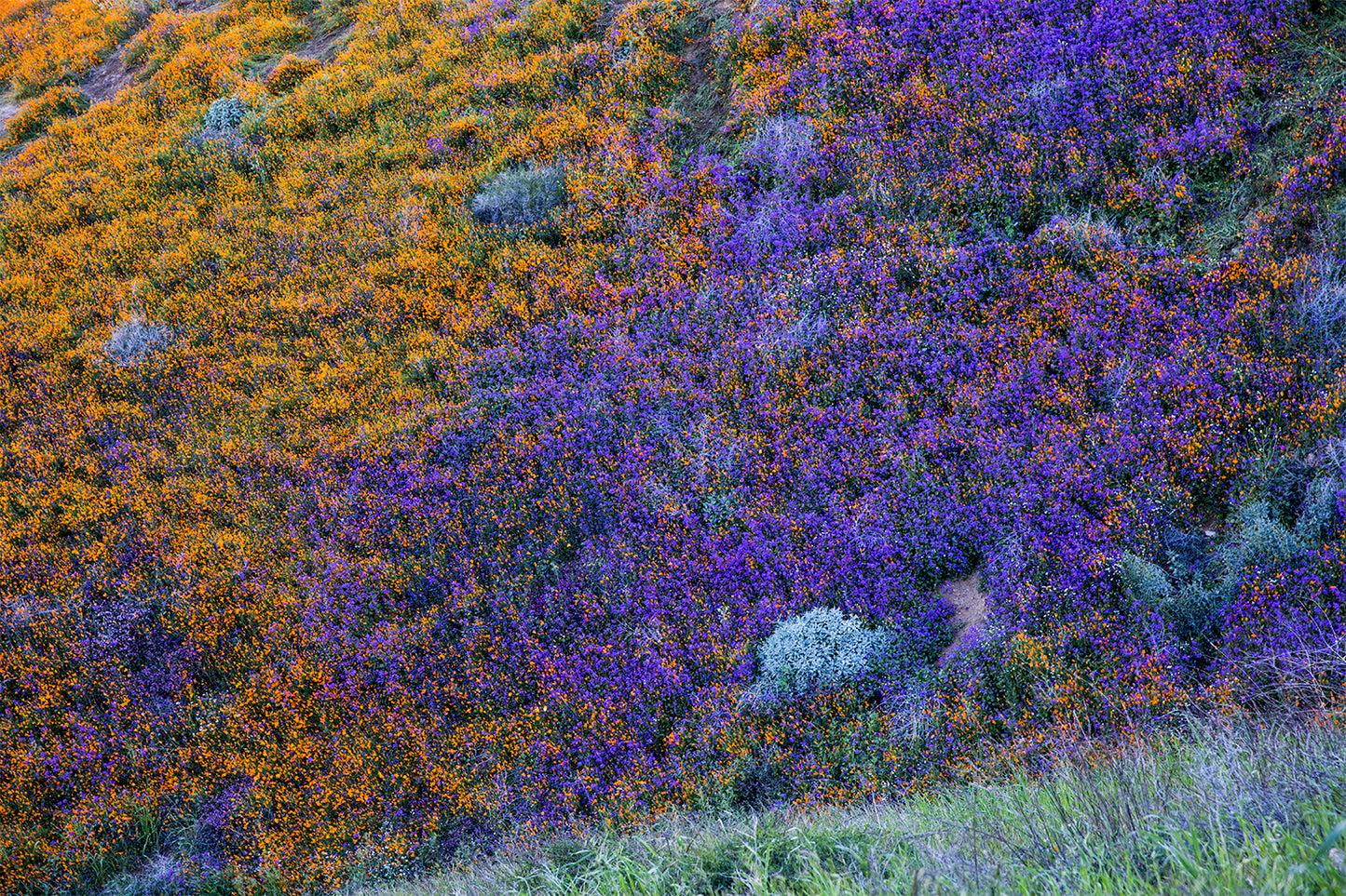 Nature's Color Wheel