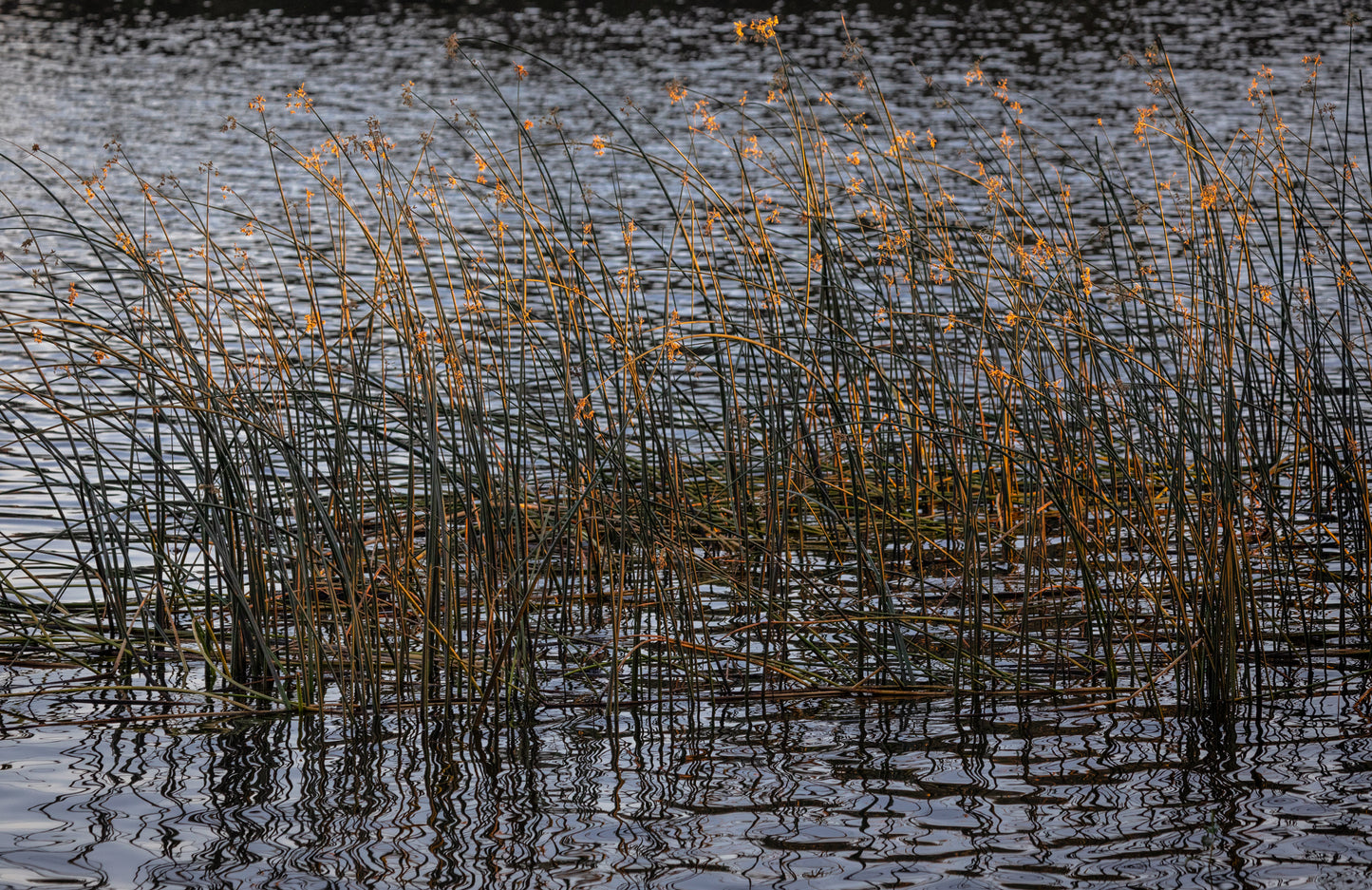 Golden Reeds