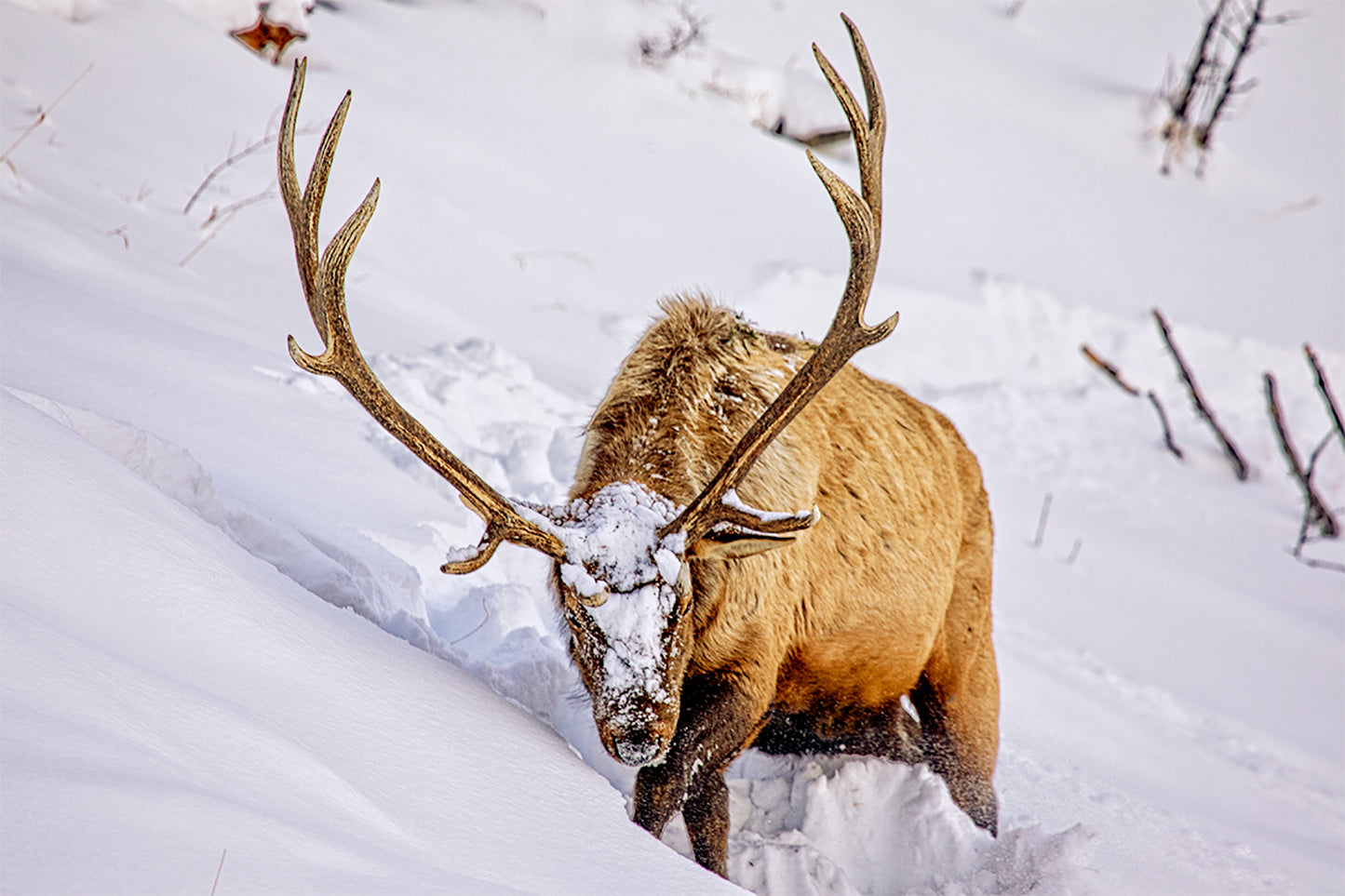 Bull Elk
