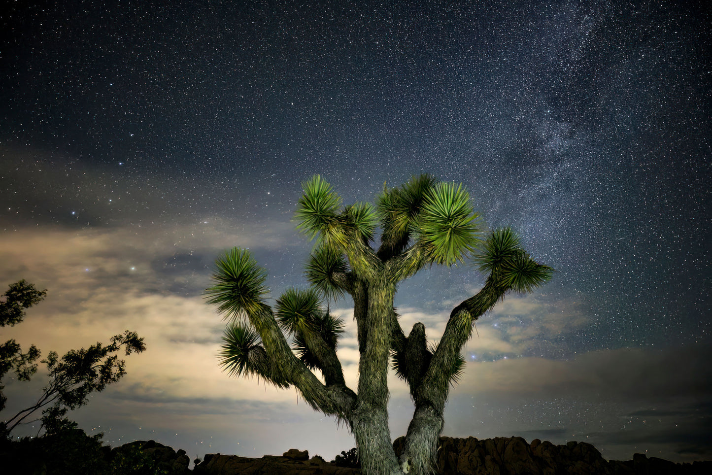 Stars over Joshua Tree