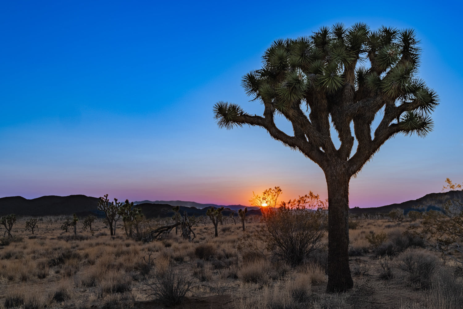 Desert