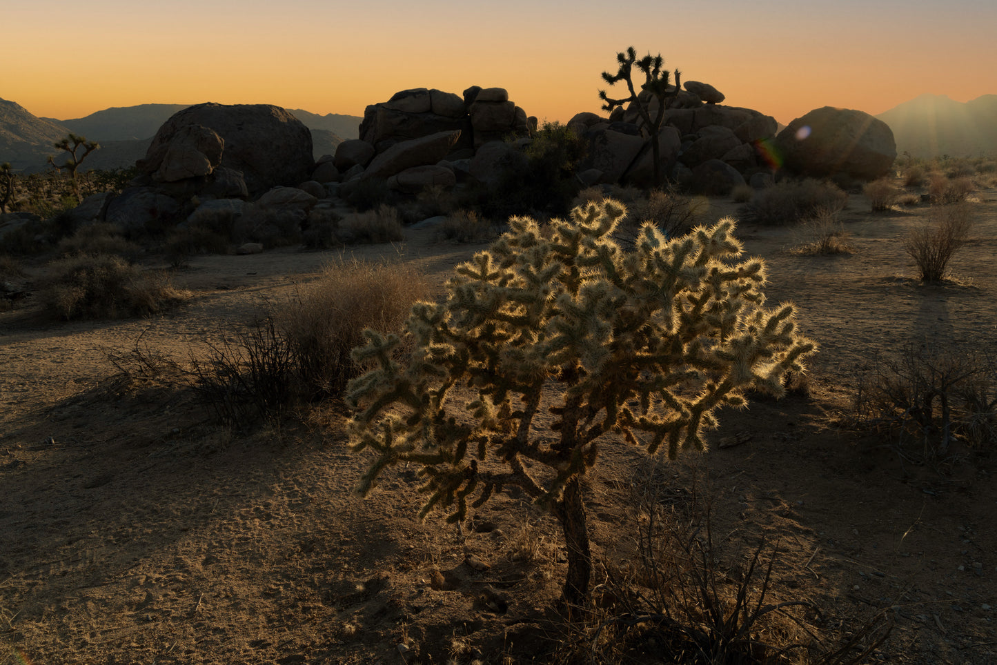Golden Desert Glow