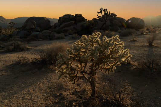 Golden Desert Glow