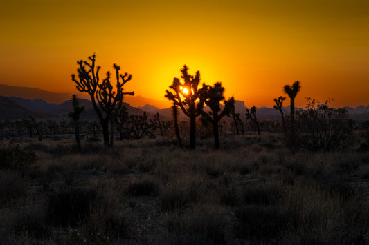 Golden Desert Sunset