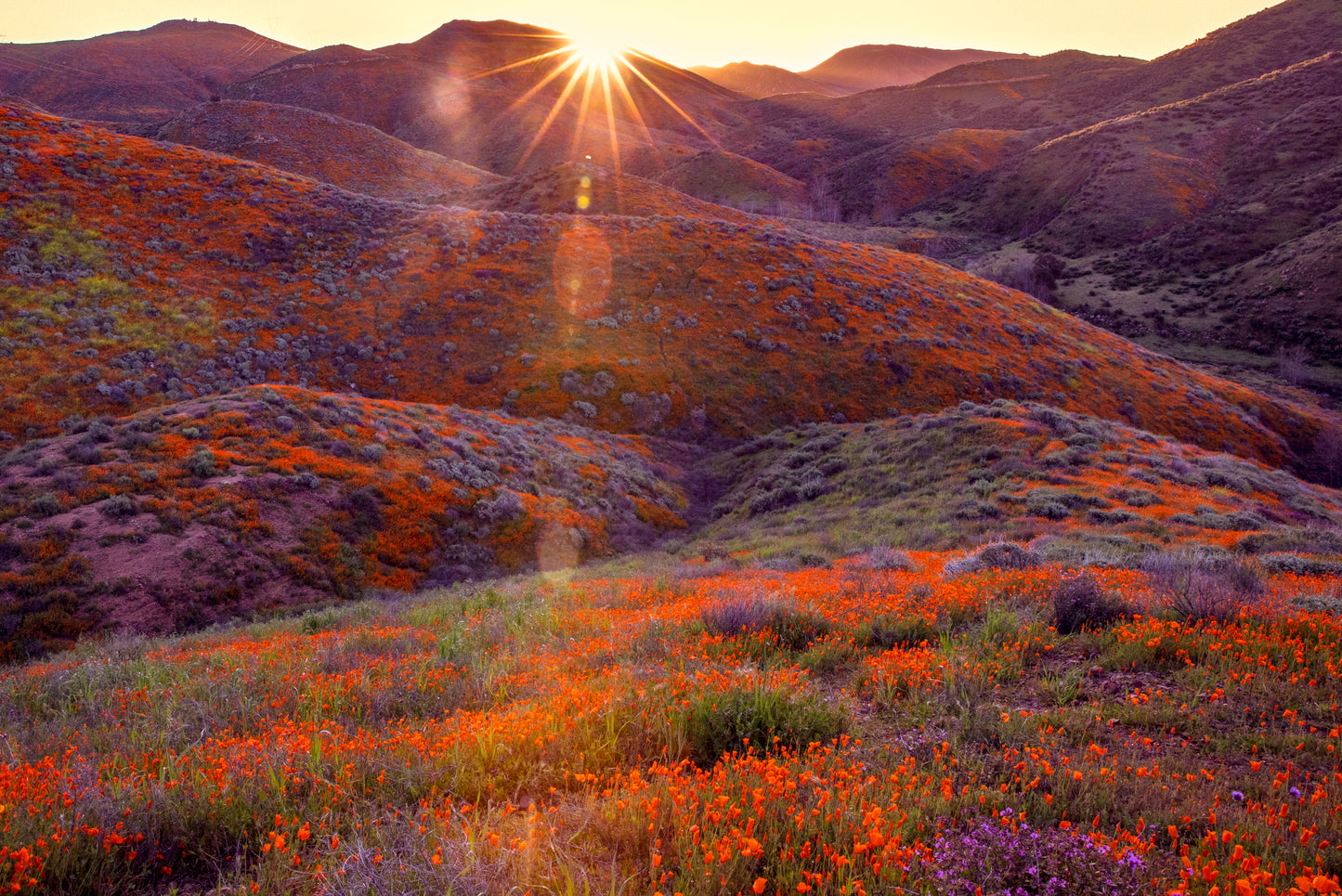 California Poppy Sunrise