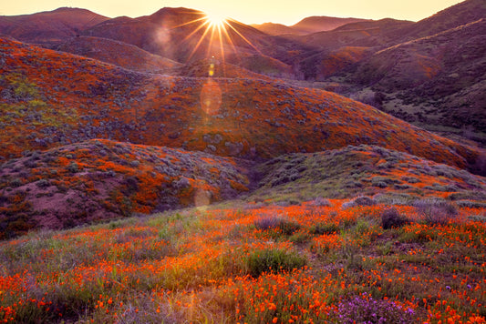 California Poppy Sunrise