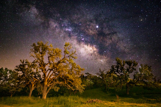Galaxy Above Giant Oak Trees